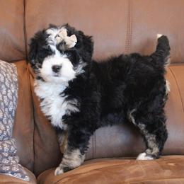Poppy - Tri-color female Bernedoodle puppy in Apple Creek, Ohio from Kathryn Troyer