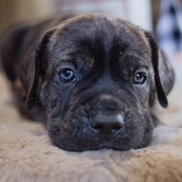 Cane Corso from Capitol City Cane Corso
