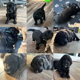 Assorted Doodle Crosses, Goldendoodle, and Poodle Puppies from Kava Kennels
