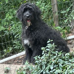 Tess - Black and white female Assorted Doodle Crosses puppy in Rocky Point, North Carolina from CelticDoods