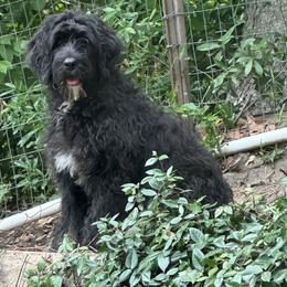 Tess - Black and white female Assorted Doodle Crosses puppy in Rocky Point, North Carolina from CelticDoods