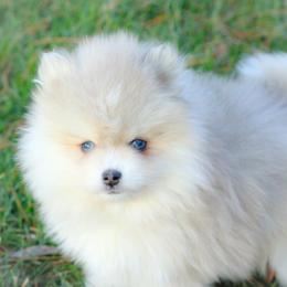 Blossom-silver Merle - Merle female Pomsky puppy in Bremen, Indiana from AMS Pomeranians and Pomskies in Indiana