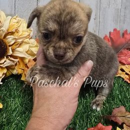Habanero - Chocolate brindled fawn male Chihuahua puppy in Bowdon, Georgia from Paschal's Pups