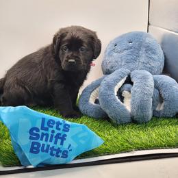 Labrador Retriever Puppies from Big Cypress labradors