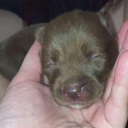 Valerion - Red and white male Siberian Husky puppy in Richland, Mississippi from Feazell’s Siberian Huskies