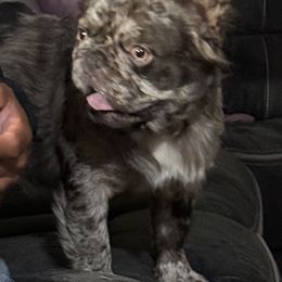 Benny - French Bulldog