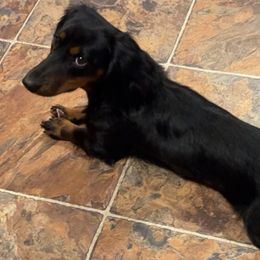Dachshunds and Pembroke Welsh Corgis from TM7 Dachshund's