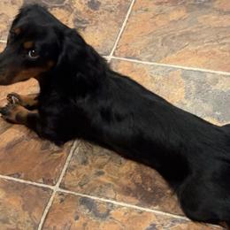 Dachshunds and Pembroke Welsh Corgis from TM7 Dachshund's
