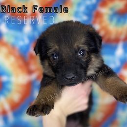 German Shepherd Puppies from K&D German Shepherds