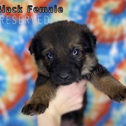 German Shepherd Puppies from K&D German Shepherds