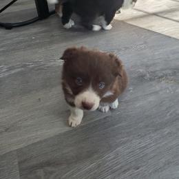 Bailey - Red female Border Collie puppy in Chester, Vermont from Countryside Border Collies