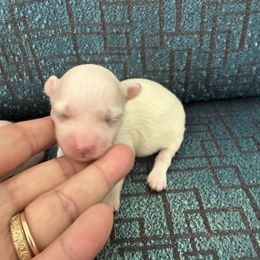 Boy - White male Maltipoo puppy in Buffalo, New York from Debra Stacey's Maltipoo Puppies