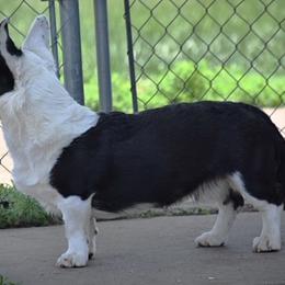 Link - Cardigan Welsh Corgi