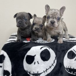 French Bulldog, Goldendoodle, Pomeranian, and Yorkshire Terrier Puppies from Dbos Furry Friends
