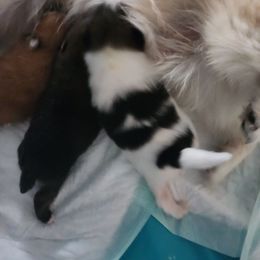 Pomeranian Puppies from Dawn's Pomeranians