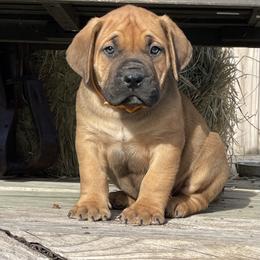 Choice Male 3 - Red male Boerboel puppy in Mansfield, Texas from Dynasty Blue Ridge Boerboel