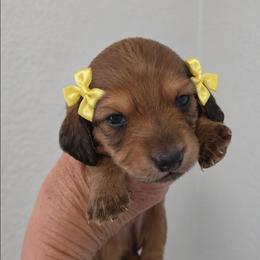 Lilo - Red female Dachshund puppy in Queen Creek, Arizona from Wigglebutt Miniature Dachshund Az