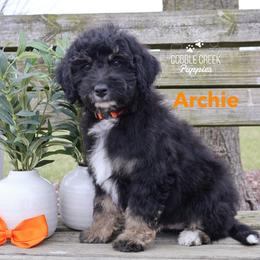 Bernedoodle Puppies from Cobble Creek Puppies