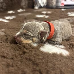 Aemond - Lilac tri-color male American Bully puppy in Henderson, Kentucky from Medusa’s Bullies