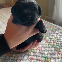 Girl 2 - Black Labrador Retriever puppy in Binghamton, New York from Outside Labrador Retrievers