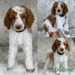 Donner - Parti Poodle puppy in Swansboro, North Carolina from Monarch Standard Poodles