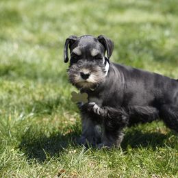 Mischa - Salt and pepper female Miniature Schnauzer puppy in San Bernardino, California from Rose Lane Schnauzers