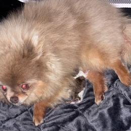 Girl 1 - Tri-colored female Pomeranian puppy in Fayetteville, North Carolina from Tar-heel Poms