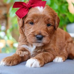 Clara - Red  female Goldendoodle puppy in Salado, Texas from Red Ranch Dogs