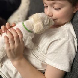 Green Collar Male - White male Miniature Schnauzer puppy in Sacramento, California from Hardcastle Family Schnauzer’s
