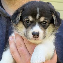 Pink - Black and tan female Pembroke Welsh Corgi puppy in Cumming, Georgia from Cottage Hill Corgis