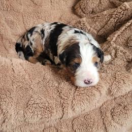Enzo - Blue merle male Bernedoodle puppy in East Earl, Pennsylvania from Mountainside Puppies