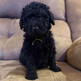 Duke - Black male Double Doodle puppy in Big Stone Gap, Virginia from Southern Sunshine Doodles 🩷