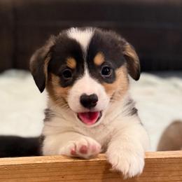 Pucker - Black and tan male Pembroke Welsh Corgi puppy in Arcanum, Ohio from Weissway Corgis