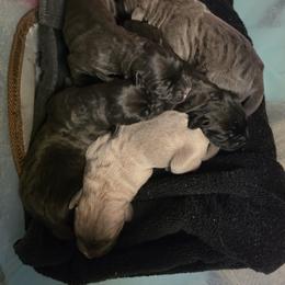 Second Pick Female - Black female Cane Corso puppy in Sault Ste Marie, Michigan from Willow Creek Cane Corsos