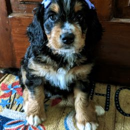 "Mishka went to her forever home." Bernedoodle Puppies from Puppies by Piper
