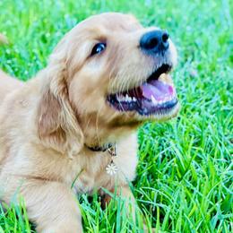 Cocker Spaniels and Golden Retrievers from American Golden Retrievers