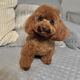 Chanel - Poodle