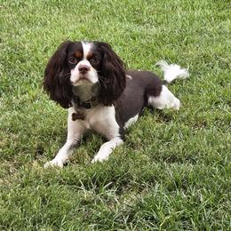 Charlie - Cavalier King Charles Spaniel