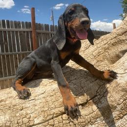 Precious Brown - Black and tan female Black and Tan Coonhound puppy in Pueblo, Colorado from BT Coonhound