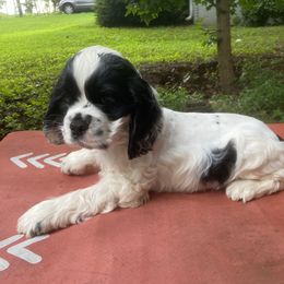 Cocker Spaniel Puppies from Mable meadows Cockers