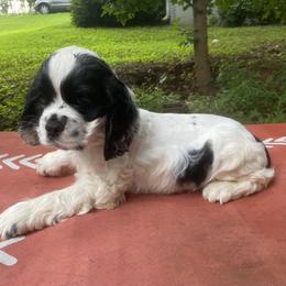 Cocker Spaniel Puppies from Mable meadows Cockers