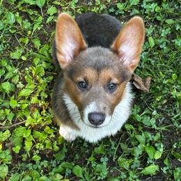 Buckeye Akc registered - Blue male Pembroke Welsh Corgi puppy in Montgomery County, Tennessee from Anita’s little Corgi Haven