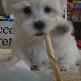 Tut - White male Maltese puppy in Spring Mills, Pennsylvania from AddaSiDanes