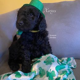 Goldendoodle Puppies from Scranton Goldendoodles