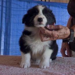 Boy 1 - Black male Border Collie puppy in Farmersville, Texas from Omegamtn Border Collies