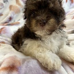 Carly - Chocolate female Havanese puppy in Starr, South Carolina from Home with Havanese