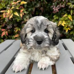 Miniature Schnauzers and Poodles from Snow Creek Miniature Schnauzers, and Poodles