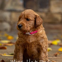 Golden Retriever and Goldendoodle Puppies from Golden Honey