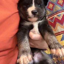 Siberian Husky Puppies from White Wolf LLC