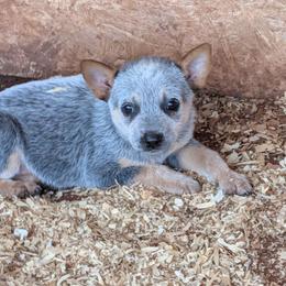 Girl 2 - Blue mottled female Australian Cattle Dog puppy in Choctaw, Oklahoma from Karen Elliott